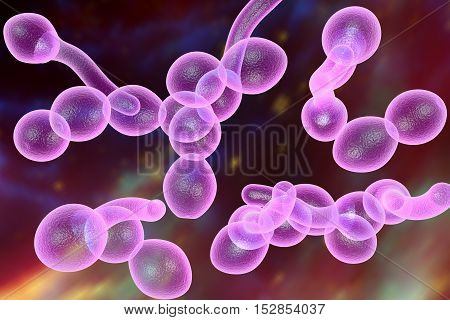 3D illustration of fungi Candida albicans which cause candidiasis, thrush, on colorful background. Pathological fungus or yeast