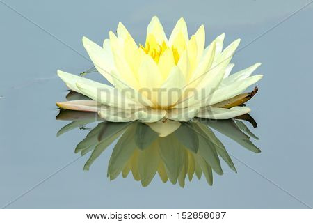 Yellow Lotus flower and Lotus flower plants