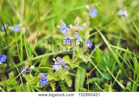 Summer small blue flowers. Beatuful nature of the wotld.