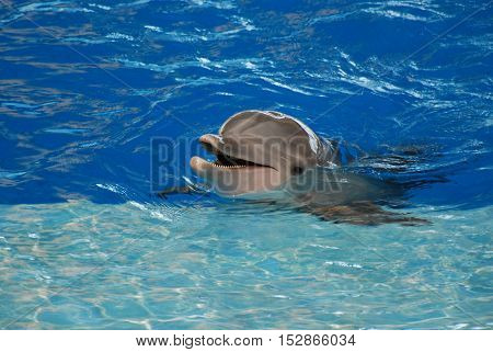 Bottlenose dolphin with his mouth open so that you can see his teeth.