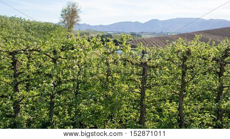 Rows Of Pear Trees On Farm