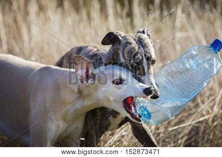 Walk in the park. Two whippet dog playing with a plastic bottle