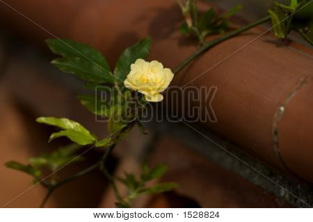 Lutea Rose