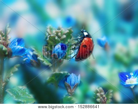 small ladybird on blue flowers in beautyfull day