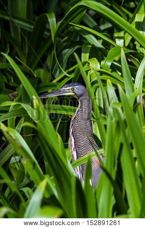 Bare Throated Tiger Heron - Tigrisoma Mexicanum