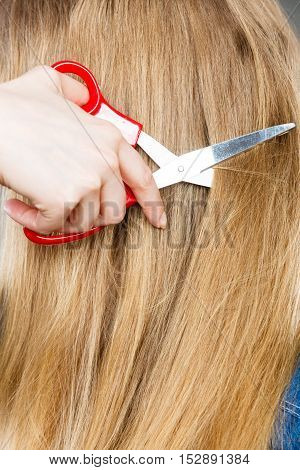 Red Scissors On Blonde Hair. Close Up.