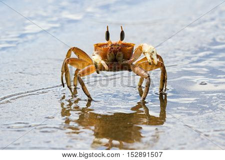 Horned Ghost Crab
