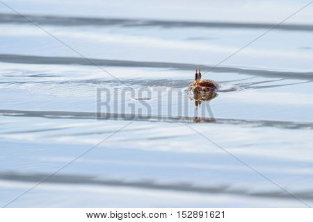 Horned Ghost Crab