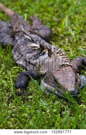 Spiny Tail Iguana - Ctenosaur