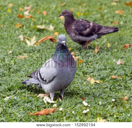 Two beautiful pigeon bird standing on green grass