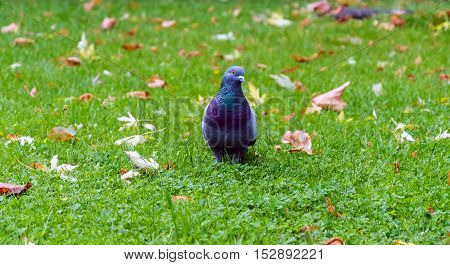 One beautiful pigeon bird standing on green grass