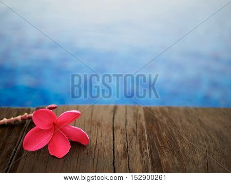 Red frangipani (plumeria) flowers pagoda tree on swimming pool