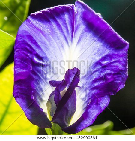 Macro shot of pea flower or purple flower or butterfly flower with sun light.Pea flower can make shampo.Selective focus and low key photo.