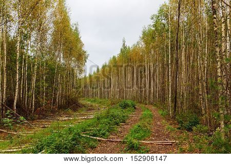 dirt road and firebreak in the birch forest