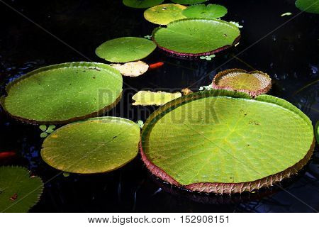 Leaves of water lily on the water surface