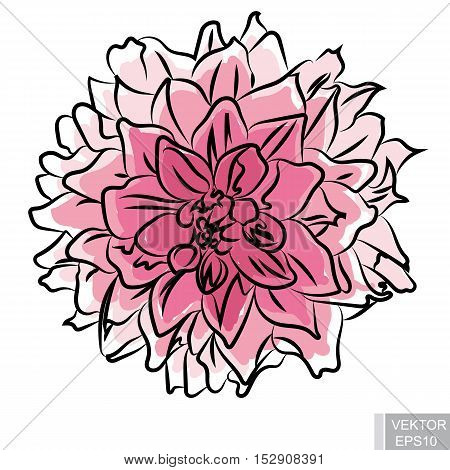 Beautiful pink flower isolated on white background. For your design.