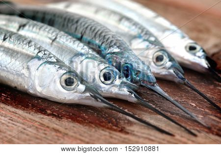 Group Of Spotted Halfbeak Fish