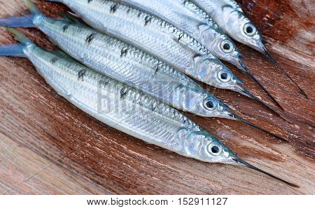 Group Of Spotted Halfbeak Fish