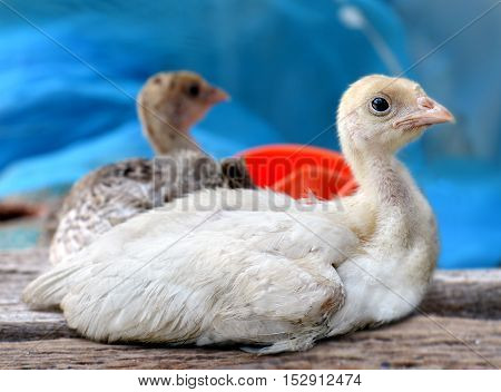 The Young Turkey Chicken Sitting