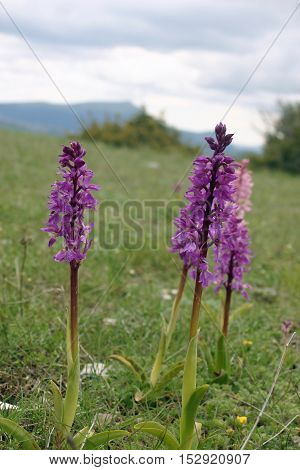 Pink orchids in a lower alpine meadow near the village of Rimon in the Drome valley France. Background of small trees and the alps beyond with a grey sky.