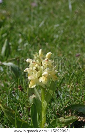 Yellow orchid probably the elder-flowered orchid (Dactylorhiza sambucina) but cannot be certain. In grassland on a french lower alpine valley near the Col de Rousset part of the Vercors Regional Natural Park in the Drome valley France. Background is grass