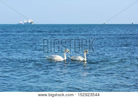 White Swans in front of the Ships in the Black Sea