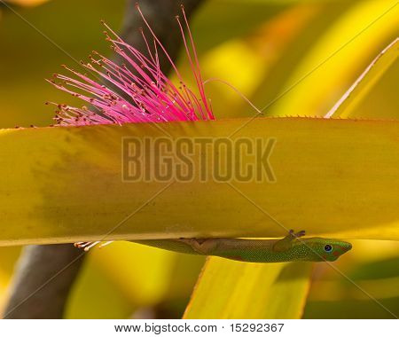 Gecko 技術
