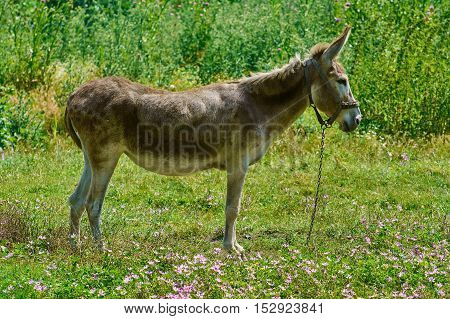 Image of Brown Donkey on the Green Pasture