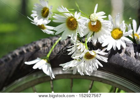 Daisies on a bicycle wheel in a summer forest