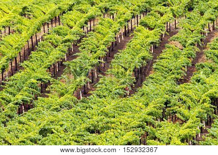 Grape vines at a Napa California vineyard