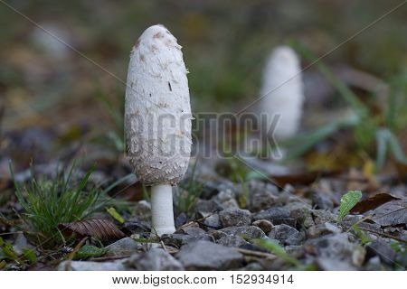 Mushroom Macrolepiota Procera Still Closed