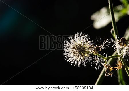 Macro shot of beautiful white dandelion flowers in forest with dark background. Low key photo.