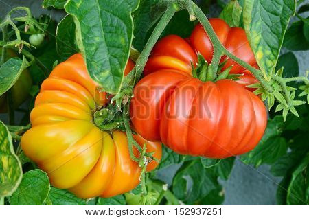 close up from brandywine tomatoes from the garden