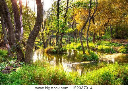 Beautiful warm autumn landscape lake,swamp, pond,wonderful background