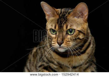 Portrait of beautiful bengal cat staring at something. Closeup. Studio shot over black background. Copy space.