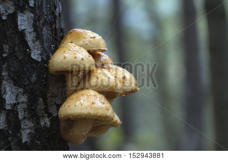 Pholiota aurivella mushroom on a birch tree