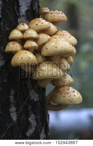 Pholiota aurivella mushroom on a birch tree