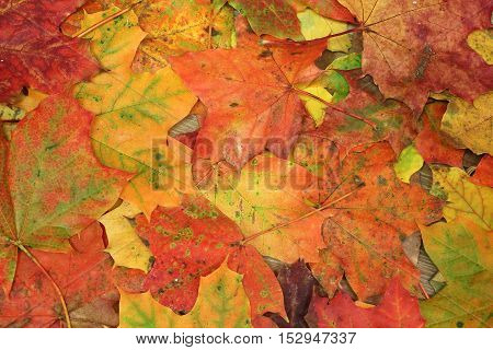 Autumn motive / Beautiful multi-colored maple leaves