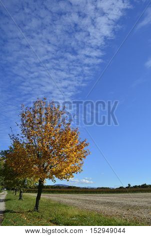 An autumnal tree in late October in the north east Italian region of Friuli Venezia Giulia. A havested cornfield can be seen on the right.