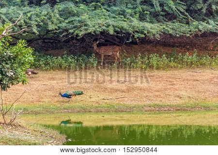 Deer and peacock standing near the pond and peacock's reflection falls on pond