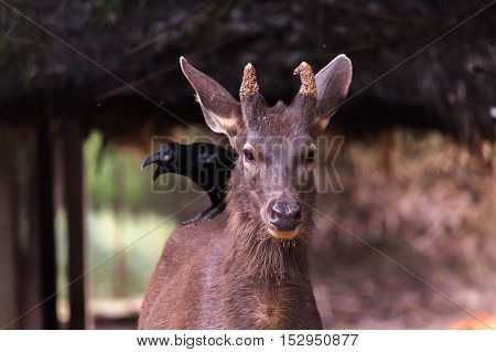 Crow sitting on back of a deer standing firmly