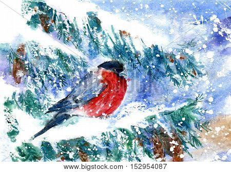 Bullfinch on the branch of spruce.Greeting card with snowflakes and bird.Winter postcard.Watercolor hand drawn illustration.