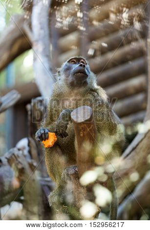 sitting on the tree monkey eating fruit