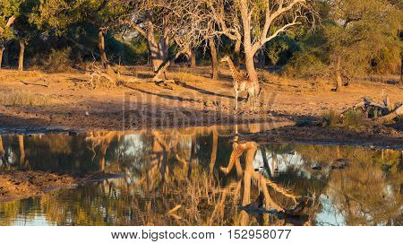 Giraffe Walking Towards Waterhole At Sunset. Wildlife Safari In The Mapungubwe National Park, South