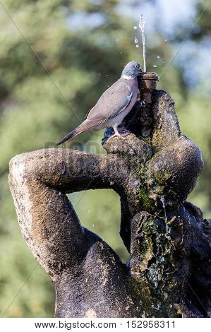 TRAPANI ITALY - AUGUST 11 2016: Triton fountain on the Piazza Vittorio Emanuele II built in 1951 by Domenico Li Muli.