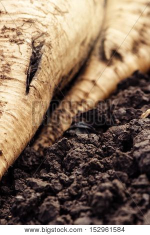 Harvested sugar beet crop root pile on the ground selective focus