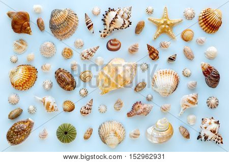 composition of exotic sea shells and starfish on a blue background. Flat lay top view