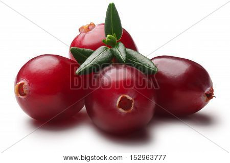 Pile Of 4 Cranberries With Leaves, Paths