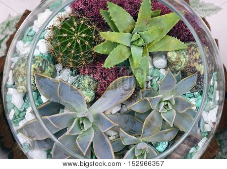 Decorative glass vase with succulent and cactus plants. Glass interior terrarium with succulents and cactuses.Miniature garden in glass with cactuses and succulents.Top view.