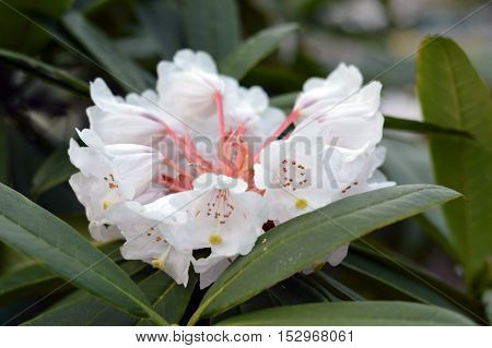 Tree blossom with white/pink flowers and green leafs around